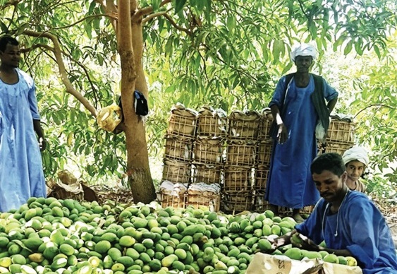 محصول المانجو بأسوان