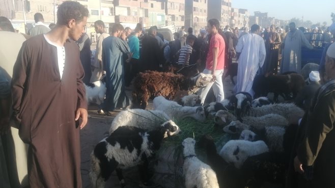 سوق باقور للماعز والاغنام بأسيوط 
