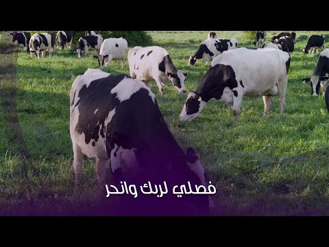 شروط الأضحية