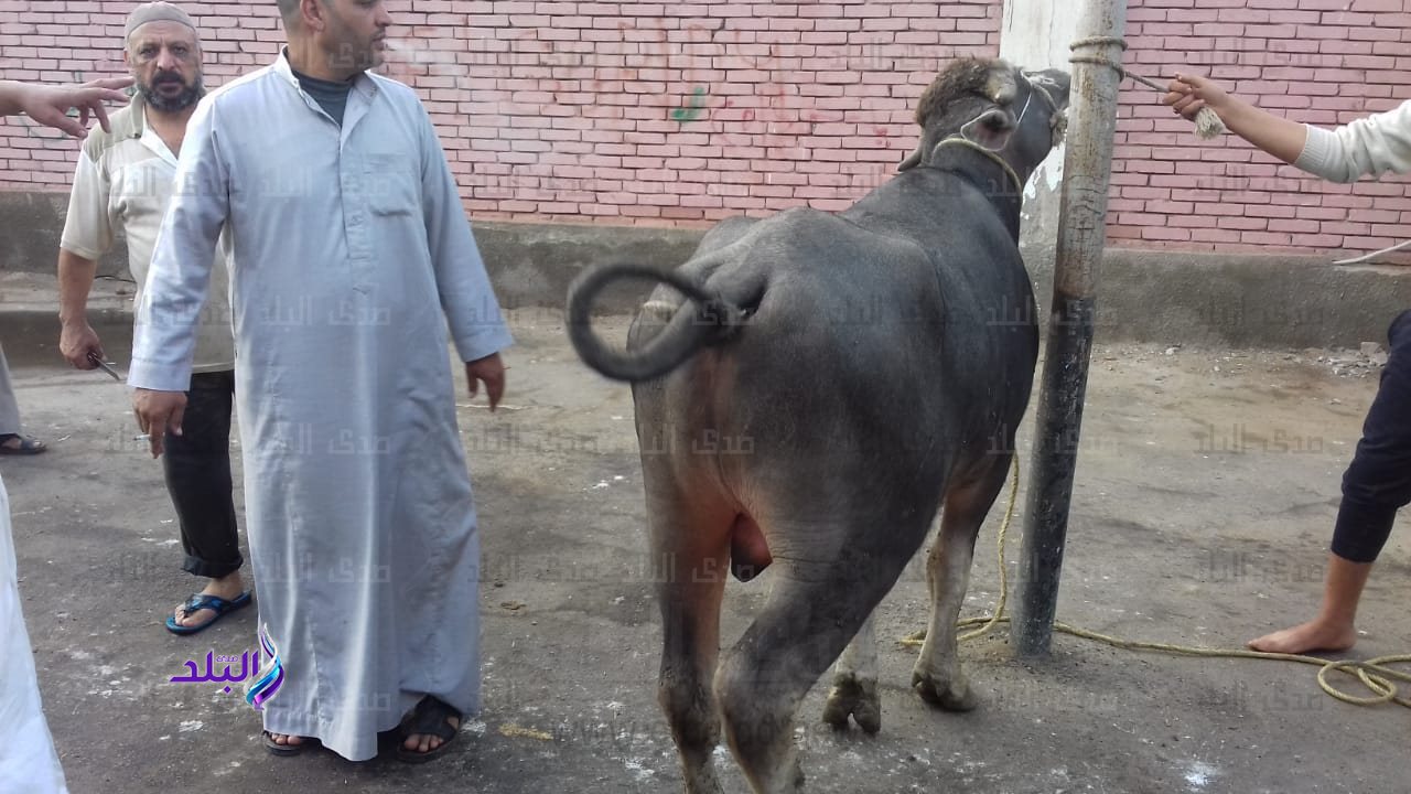 مجازر كفر الشيخ
