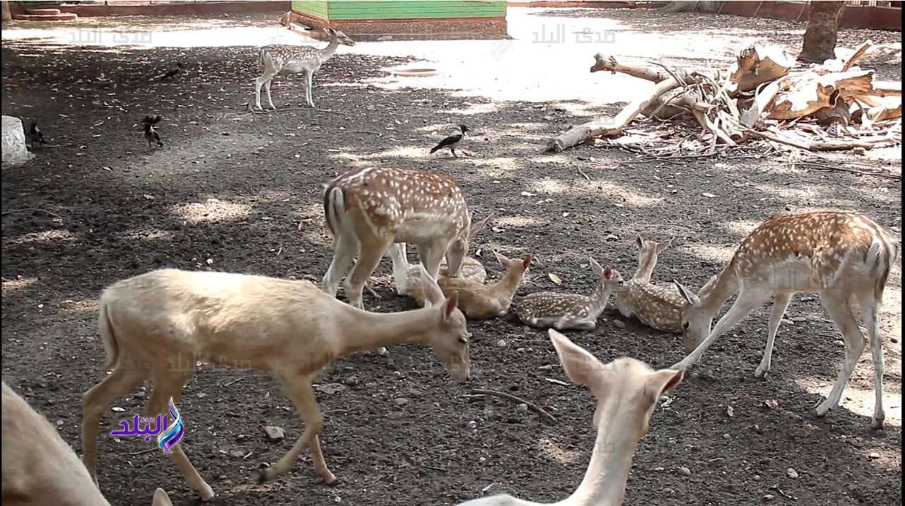 حديقة الحيوان