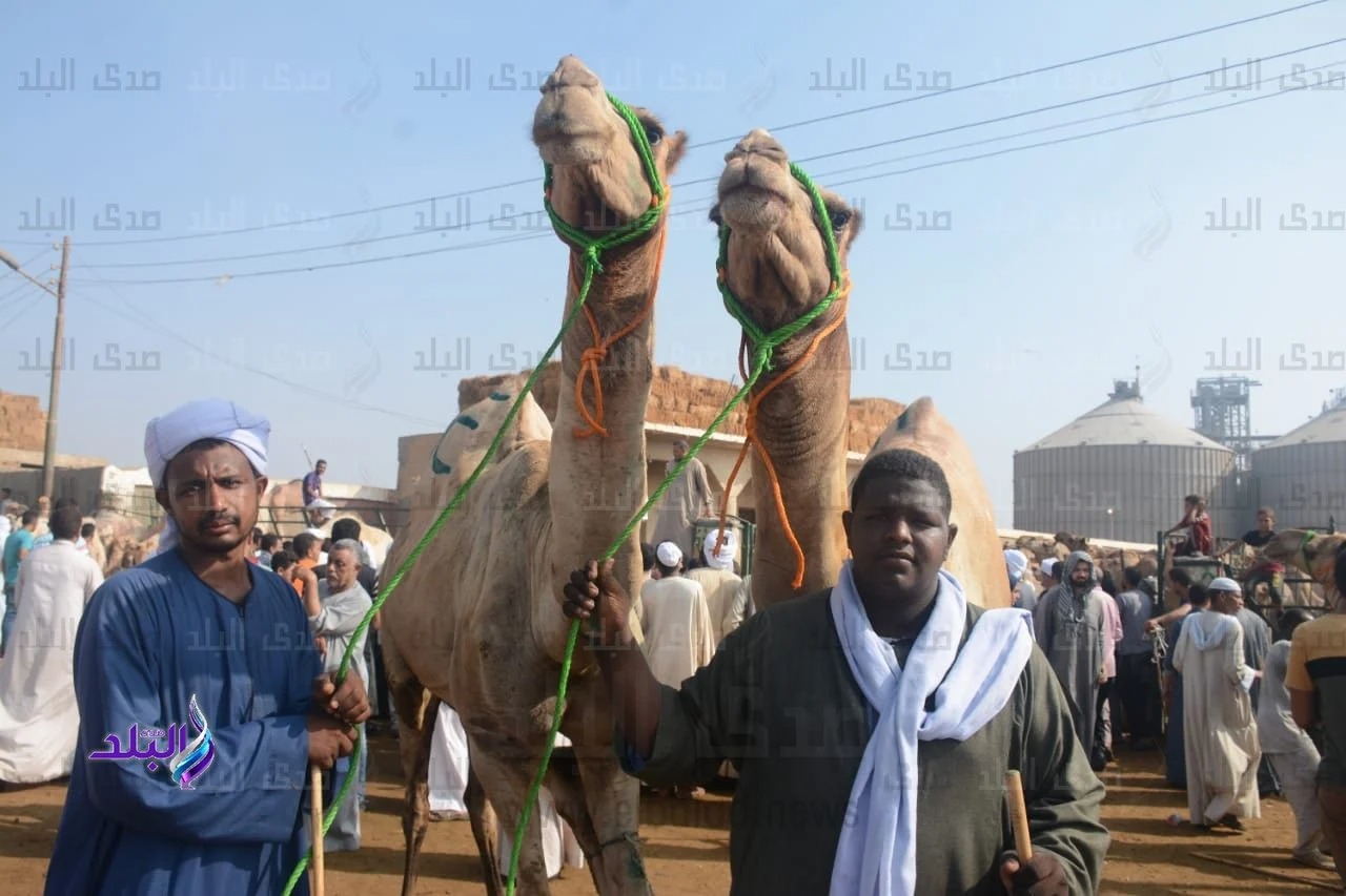 ذبح الأضحية