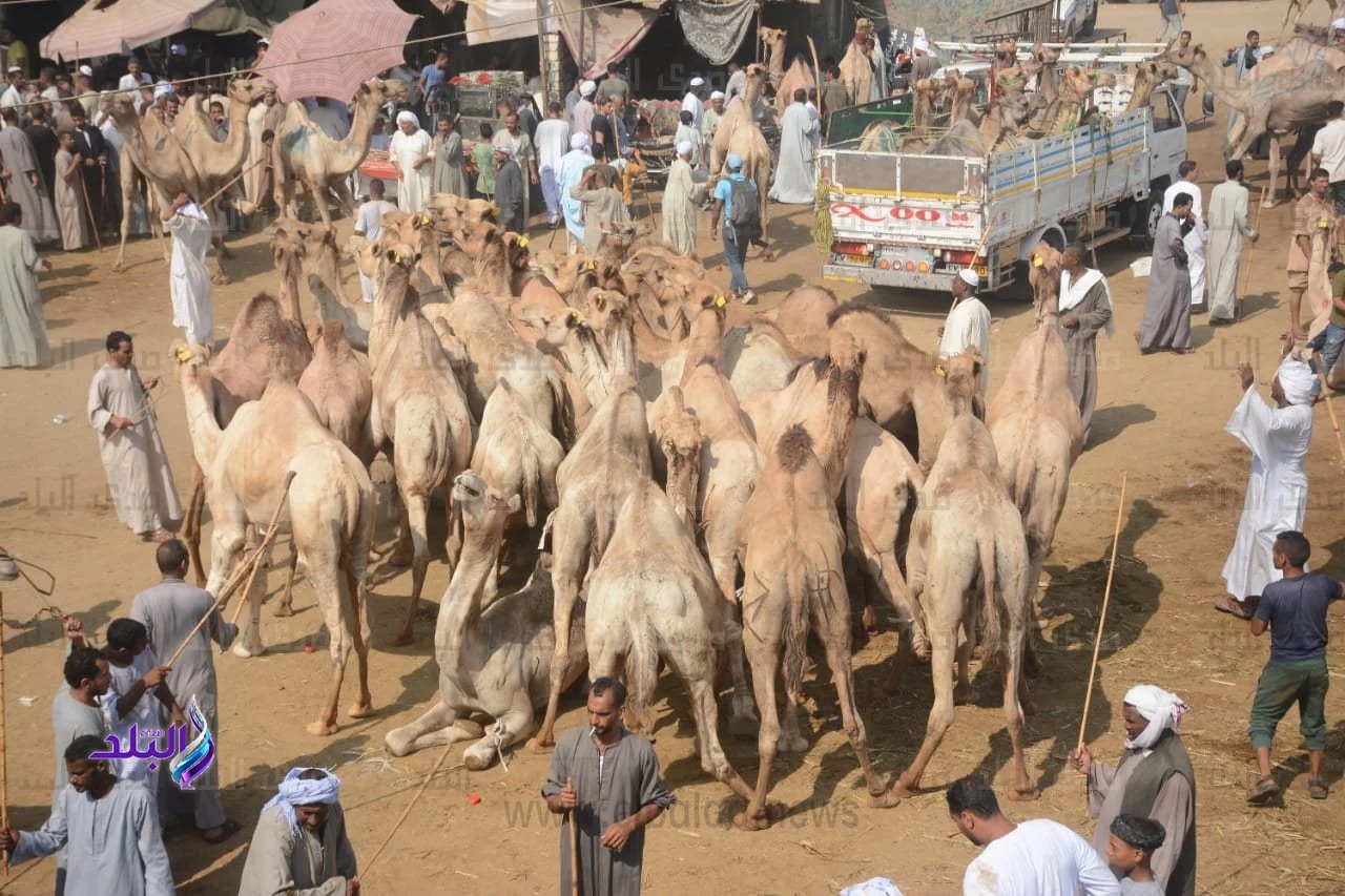 الأضاحي