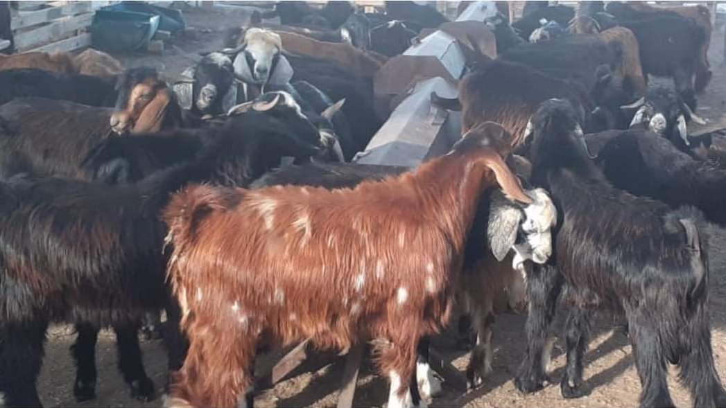 مشروعات تربية الأغنام والماعز في  سيناء 