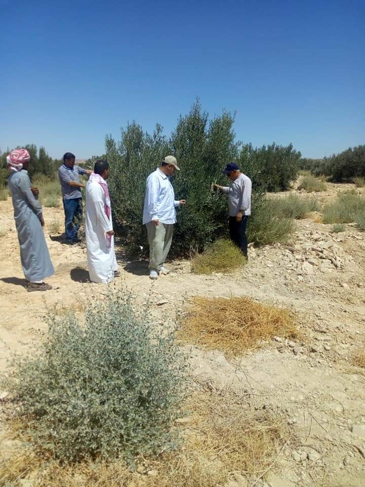 إنتشار زراعات الزيتون في سيناء 