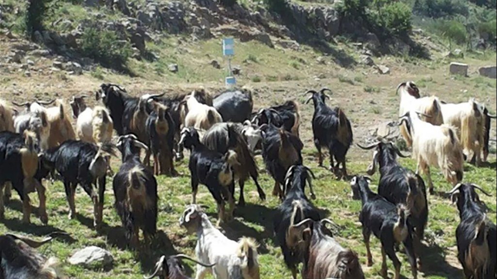 سرقة ماعز سرقة ماعز