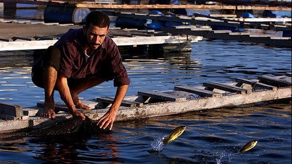 تراخيص الصيد