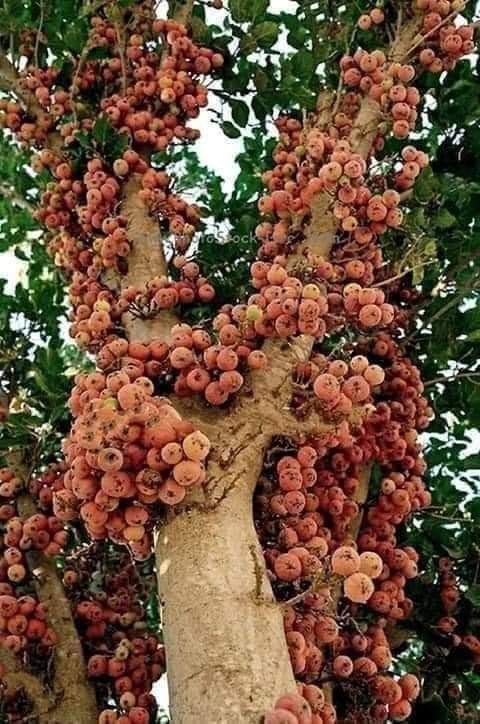 اشجار الجميز قاهرة التصحر 