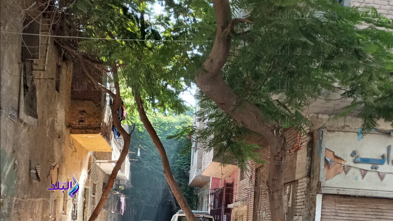 الأشجار المائلة بشوارع الجيزة 
