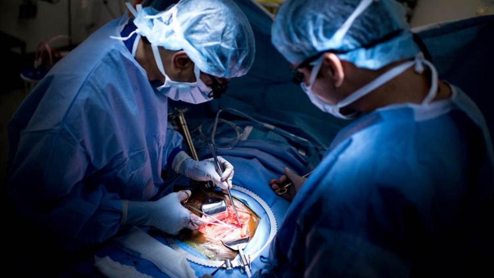 الأعضاء البشرية