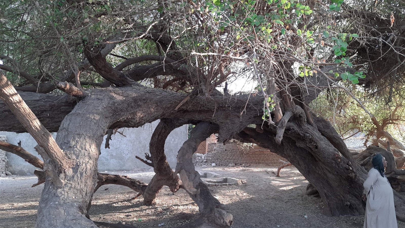 شجرة الشيخ حسن بنجع حمادى