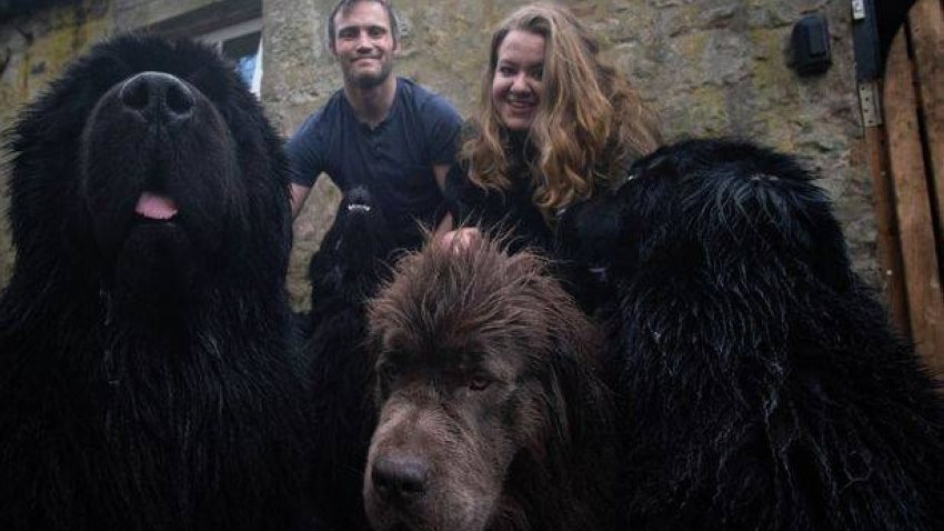 عائلة تربي 8 كلاب عملاقة في منزلها الصغير