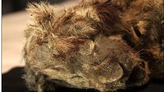 شبل اسد سيبيري