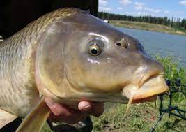 سمكة شبوط عملاقة  سمكة شبوط عملاقة