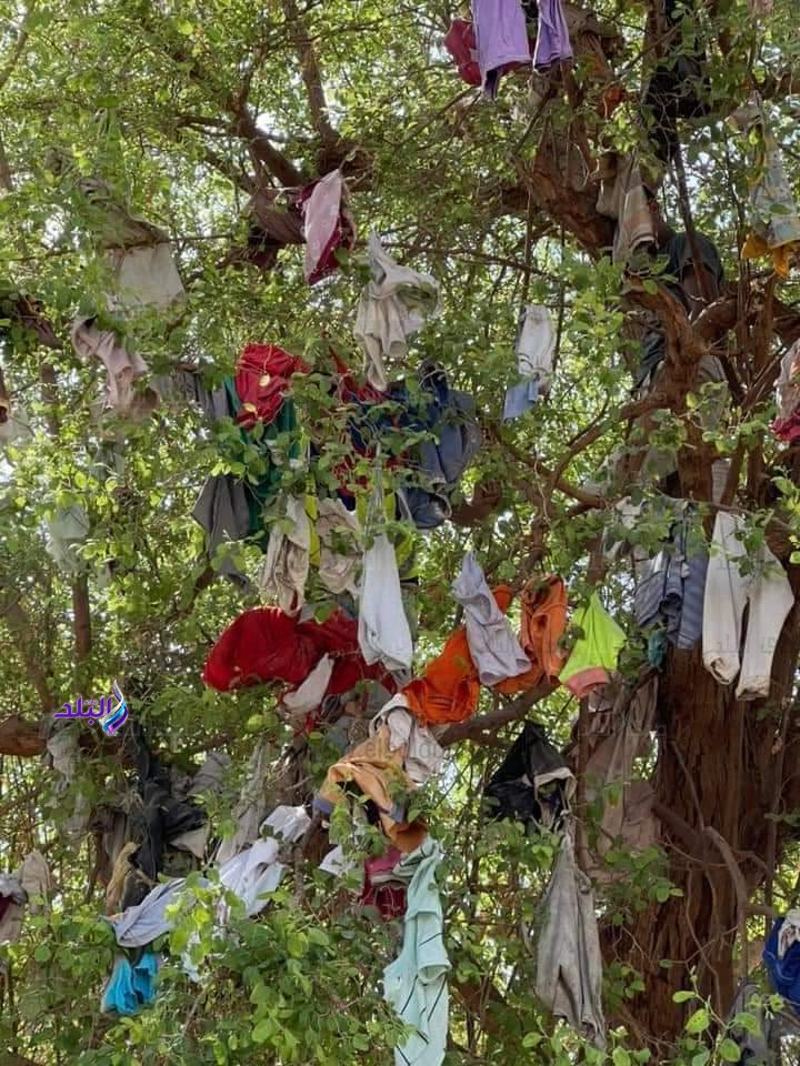 الشجرة الضخمة التي عثر على الأعمال السحرية معلقة عليها