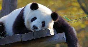باندا 