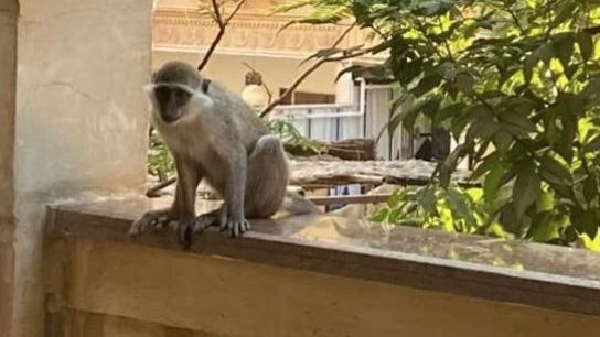 انتشار القرود في حدائق الأهرام