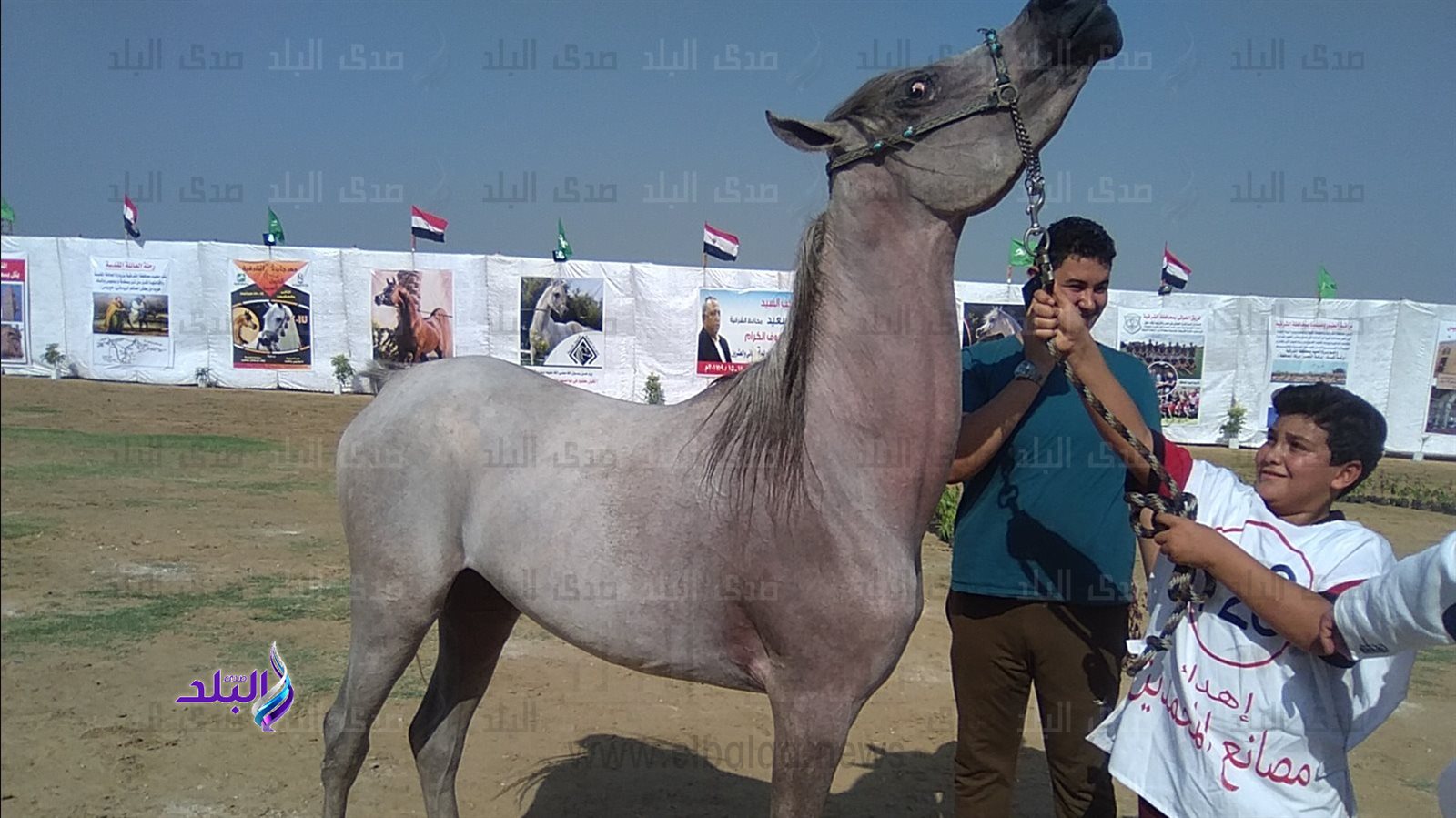 مهرجان الشرقية للخيول العربية