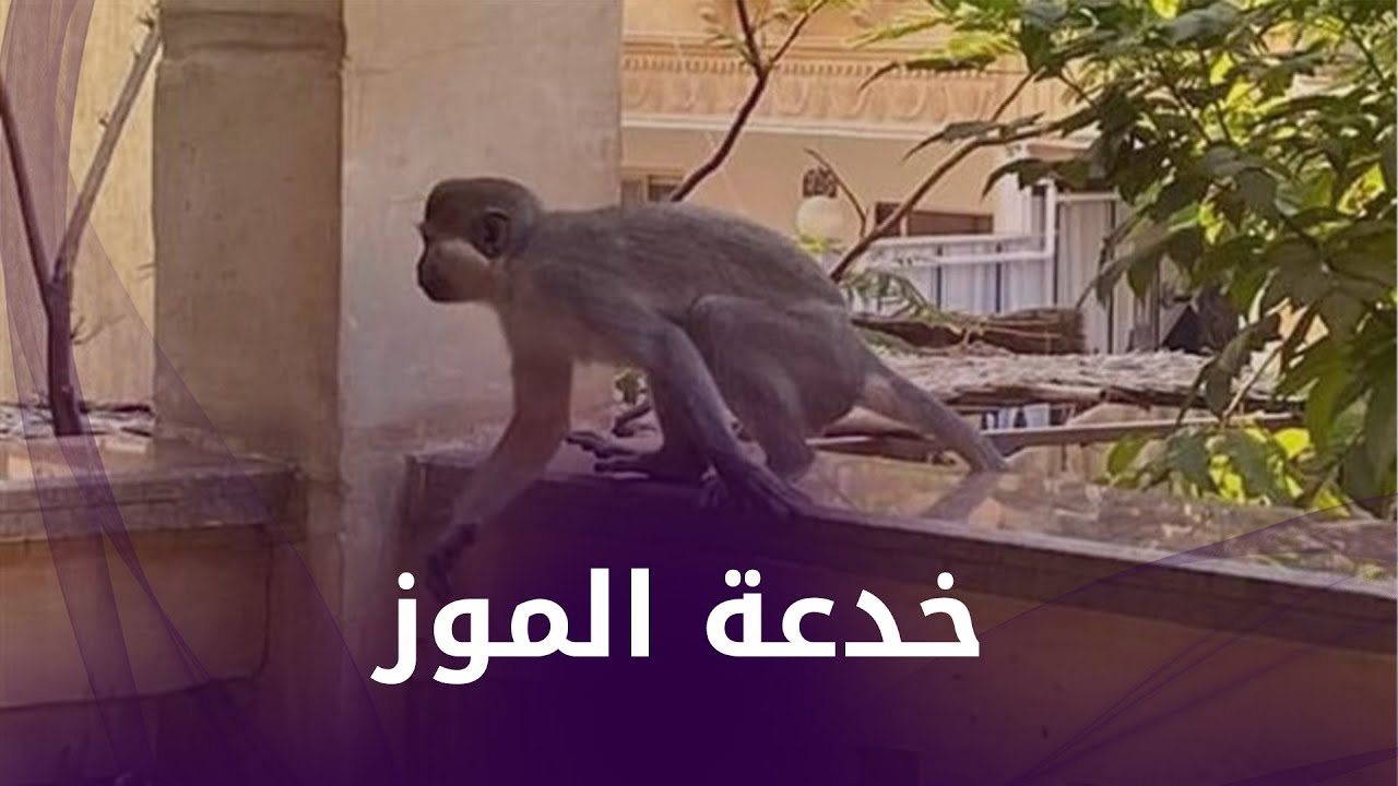 قرود حدائق الأهرام