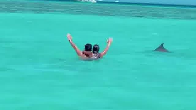 الدولفين داخل عمق بسيط وسط المصييفين
