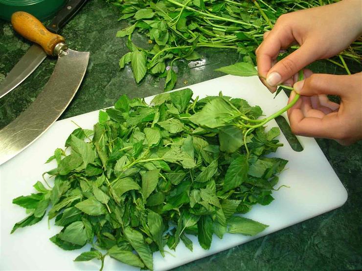 تخزين الملوخية الورق