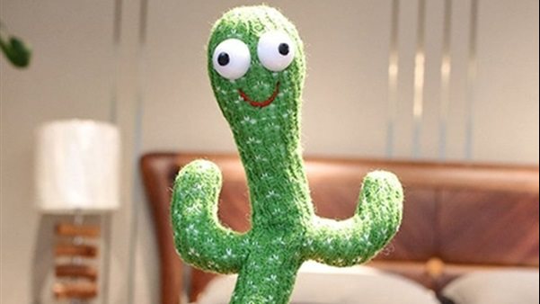 الصبارة الراقصة 