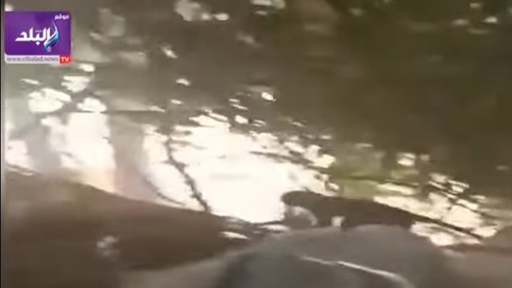 قرد ميت البيضا