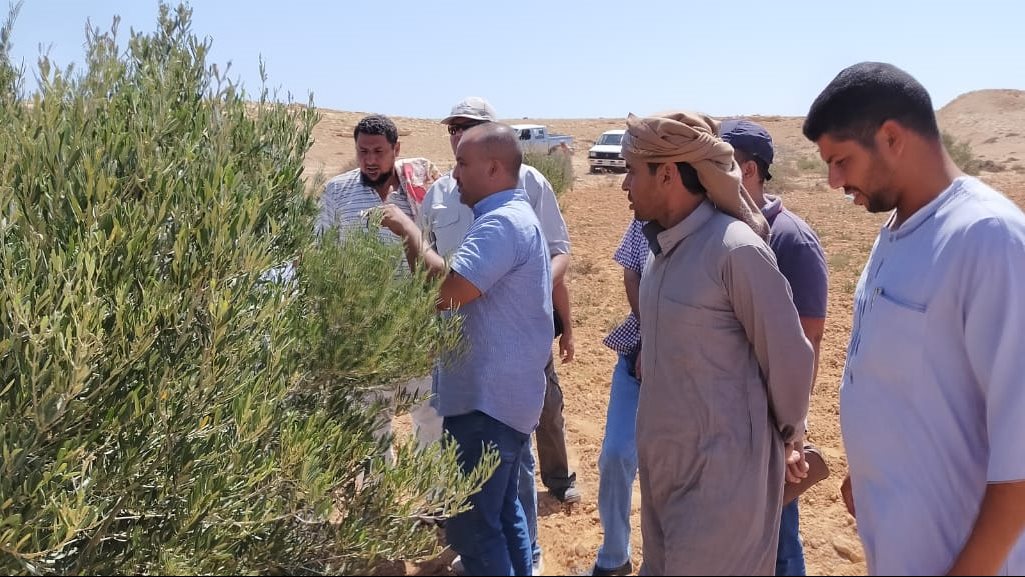 دعم مزارعى مطروح ضد أمراض الزيتون
