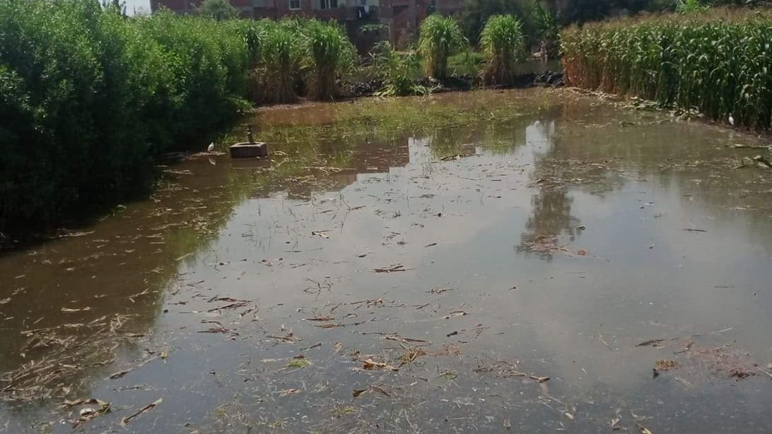 فيض مياه نهر النيل يغرق أراضي زراعية بقرية النحارية 