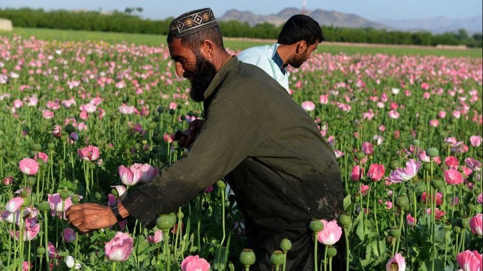 زراعة المخدرات في أفغانستان