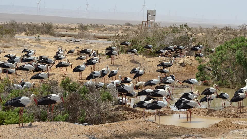 موسم هجرة الطيور