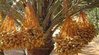 البلح