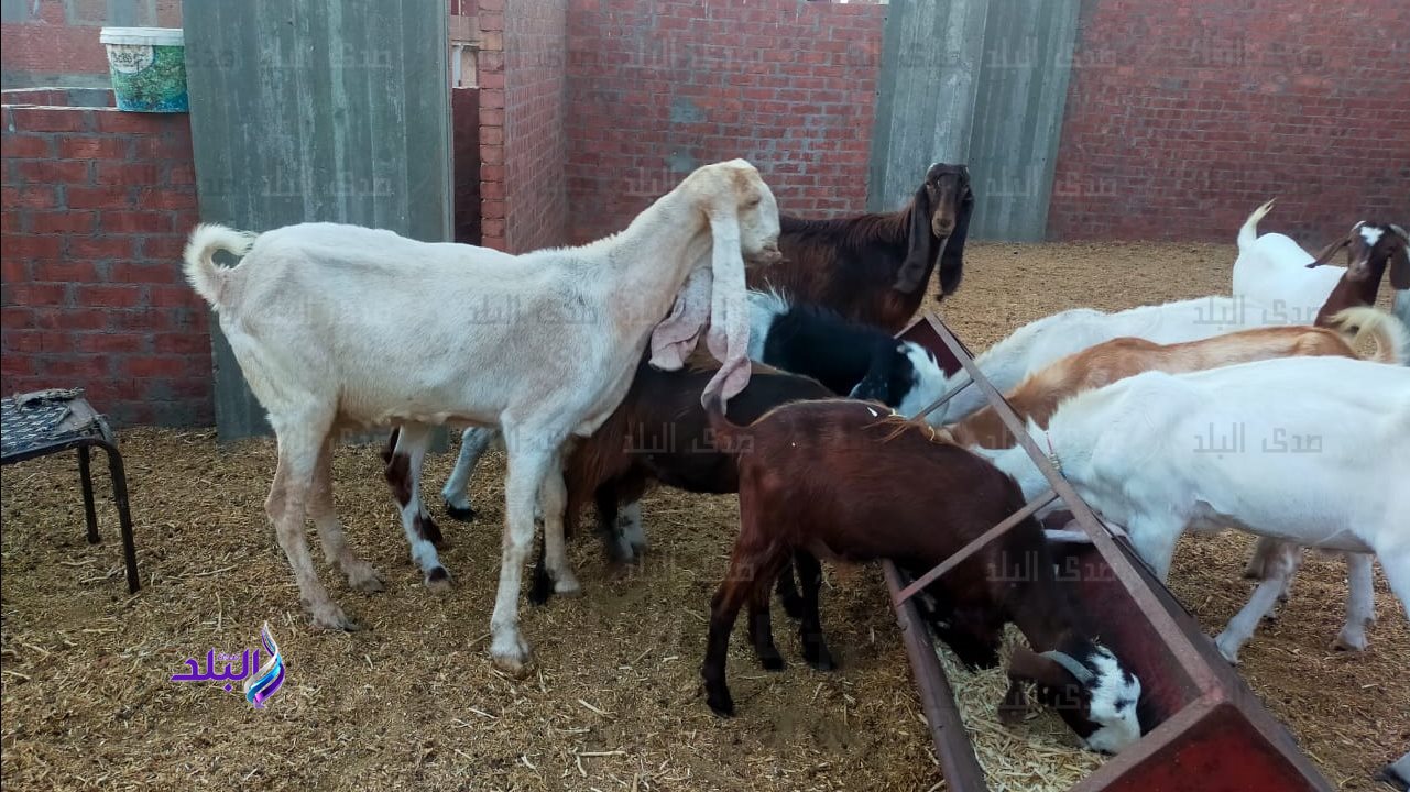 حملات التحصين