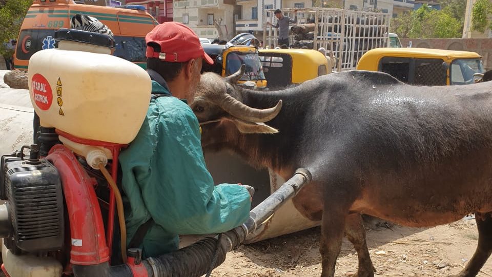 الثروة الحيوانية بالبحيرة 