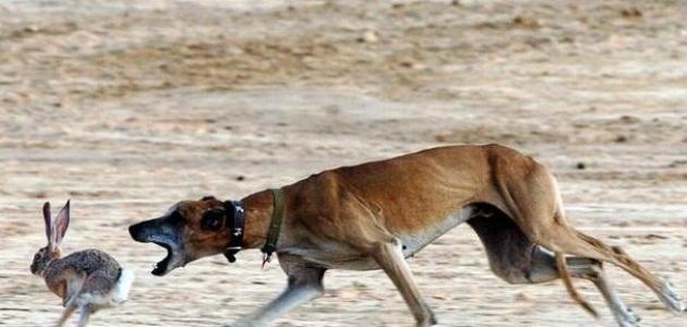 الشروط المطلوب توفرها لحل صيد الكلب