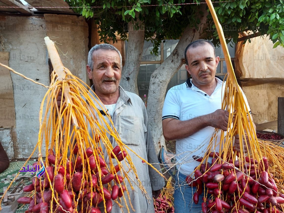 سليمان عوض تاجر بلح 