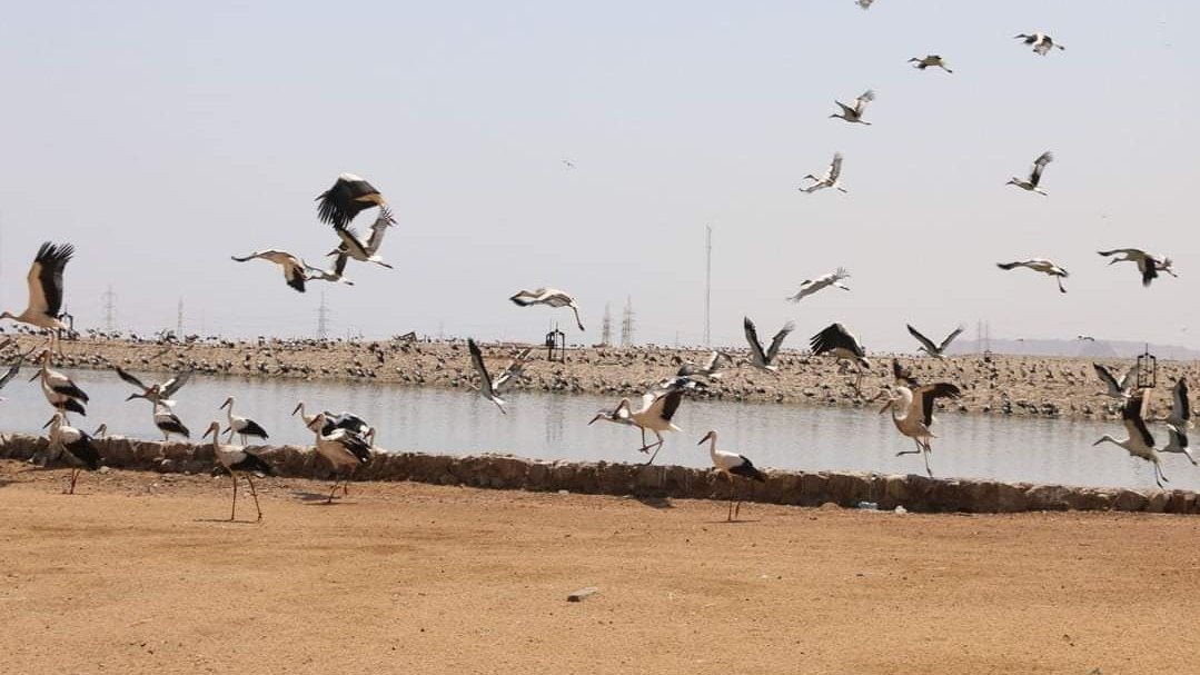 الطيور المهاجرة 