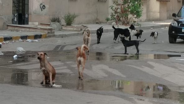 انتشار الكلاب الضارة