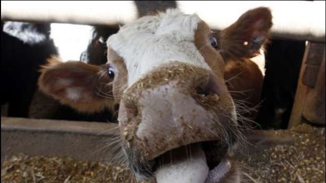 لهذه الأسباب.. مصر تقلل كميات استيراد اللحوم من البرازيل 