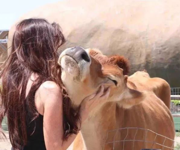  فندق على شكل بطاطسيه ووسيلة التسلية بقرة 