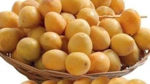 البلح الأصفر 
