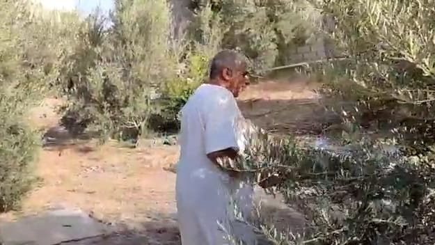 الاهتمام بزراعة الزيتون في سيناء 