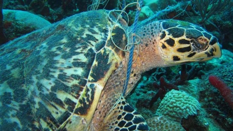 صورة موضوعية