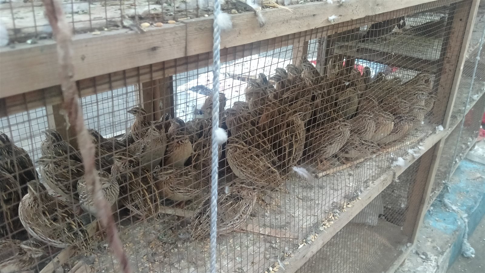 الطيور البريه في مطروح