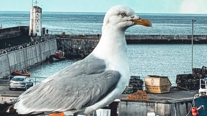 طيور النورس تسبب في أزمة كبيرة لسكان اسكتلنديين