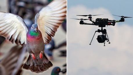 الحمام الانتحاري.. تدريب كاميكازي على وقف الهجمات الإرهابية