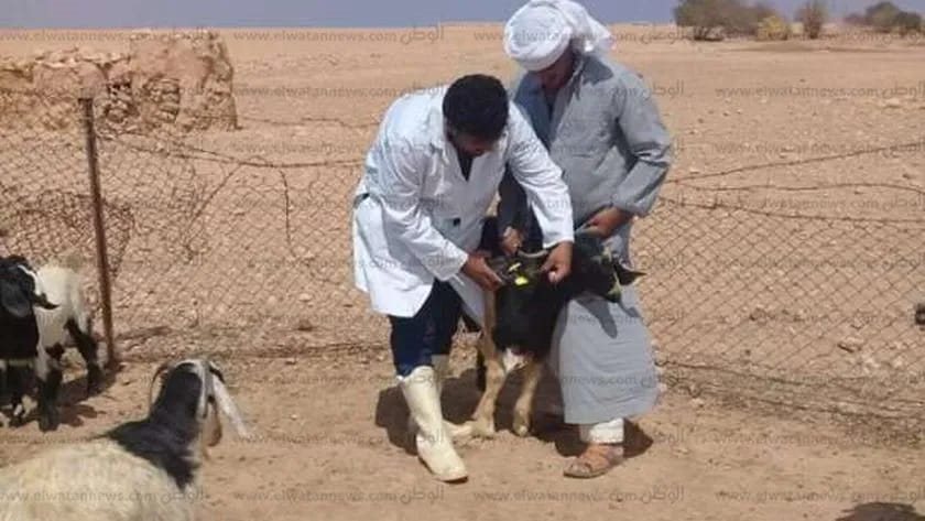 حمله لتحصين الأغنام