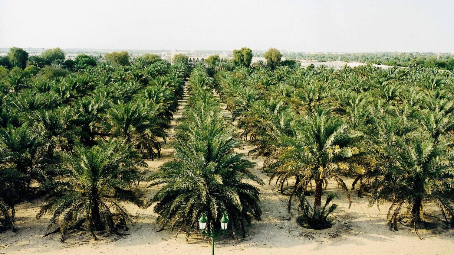 اشجار النخيل