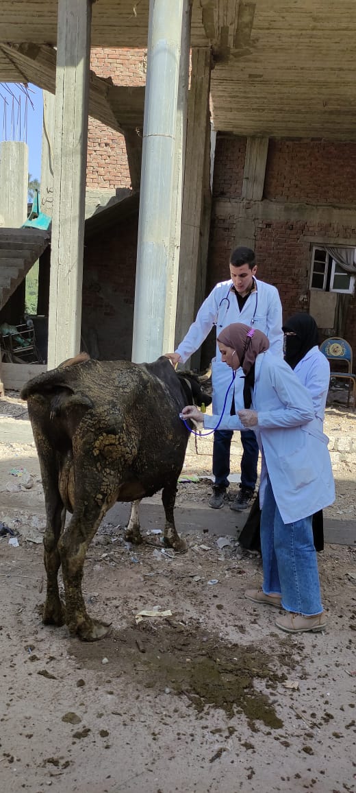 الزراعة تقوم بفحص وعلاج اكثر من 5  الاف رأس ماشية مجانا 