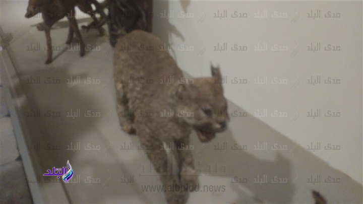 قط بري من متحف الصيد 